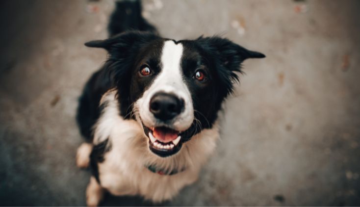 A photo of a border collie dog