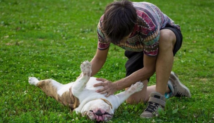 Dog Food for a Sensitive Stomach