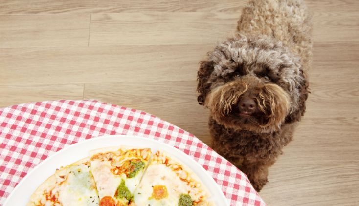 worst human food for pets